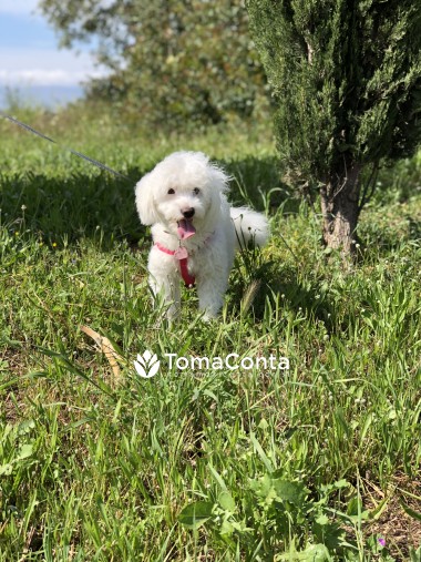 Pet Sitting (cães e gatos) Portimão