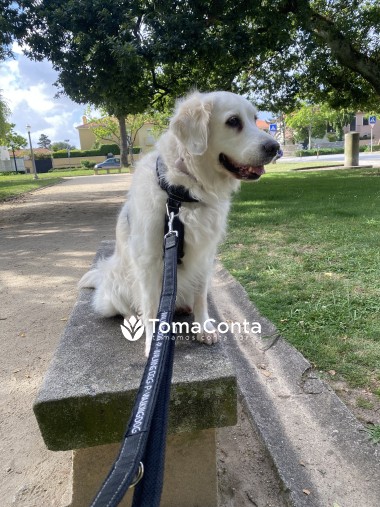 Pet Sitting e Pet Walking