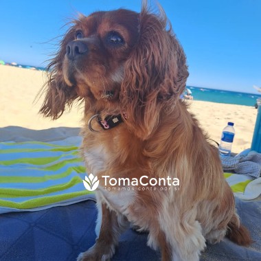 Petsitting Silves, Albufeira e Armação de Pêra