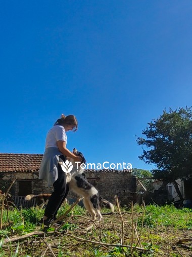 DogWalker em Coimbra