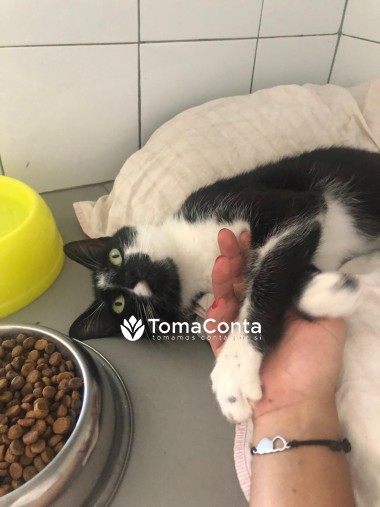 Pet Sitter em Lisboa/Setúbal! (cães ou gatos)