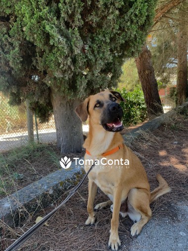 Dogwalking em Loures, Odivelas e arredores