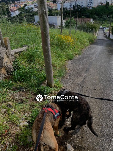 Dogwalking em Loures, Odivelas e arredores