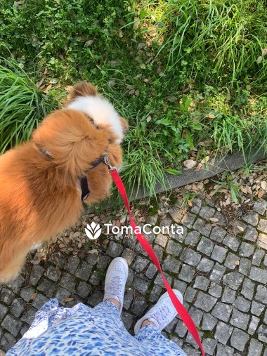 Dogwalking em Loures, Odivelas e arredores