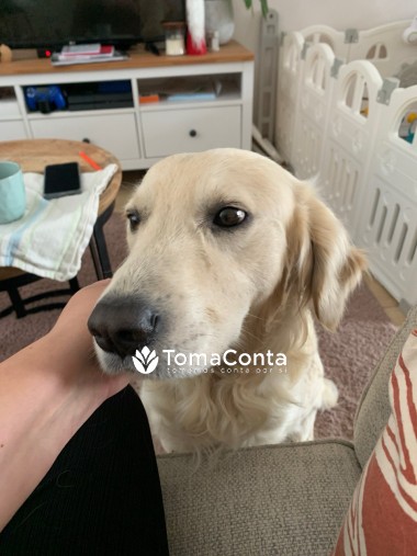 Cat sitter e dog sitter de confiança em Setúbal