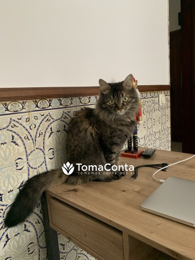 Cat sitter e dog sitter de confiança em Setúbal