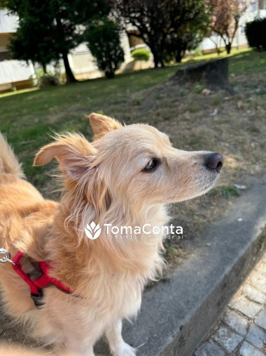 🌟 Amor e Cuidado para o Seu Amigo de 4 Patas! 🐶🐾