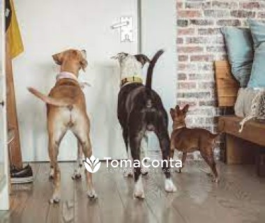 Pet Sitting/Dog Walker Lisboa