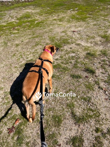 Passeios Personalizados e Visitas a domicílio, tudo para os seus patudos  🐾