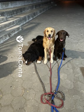 Rabo Feliz Passeadora de Cães