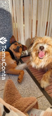 Pet sitting em Coimbra!  Tatiana - Estudante