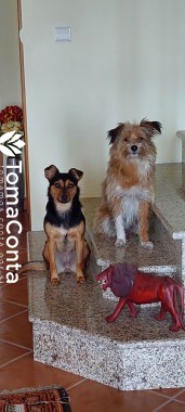 Pet sitting em Coimbra!  Tatiana - Estudante