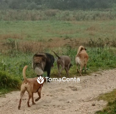 Passeio o seu cão