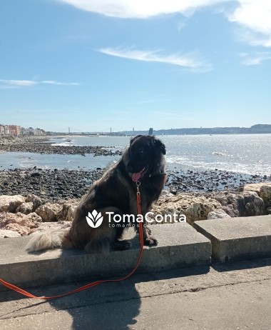 Passeio o seu cão