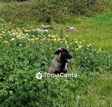 Passeio o seu cão