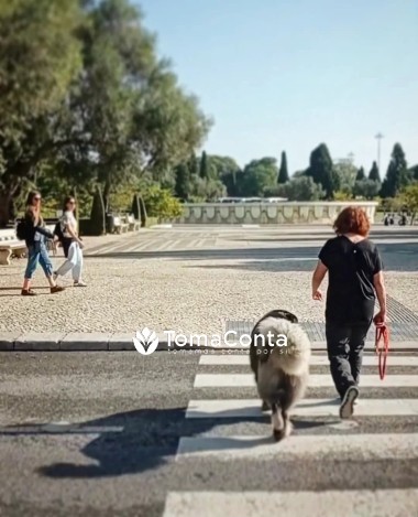 Passeio o seu cão