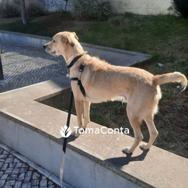 Dog Walking na zona de Lisboa 