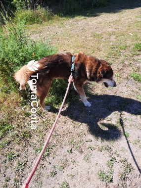 Dog Walking na zona de Lisboa 