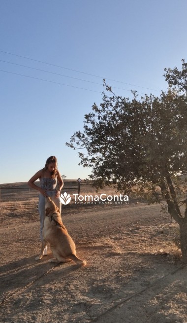 Finalista em Enfermagem Veterinária Disponível para Cuidar do Seu Melhor Amigo!