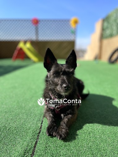 Creche para Cães no Porto