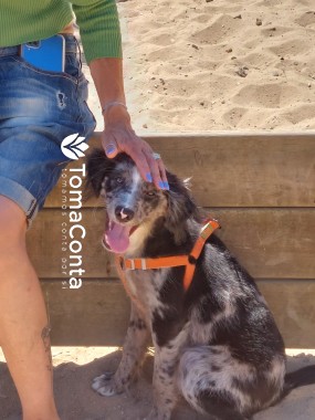 🐾 Pet Sitting & Dog Walking na Quinta do Conde🐾