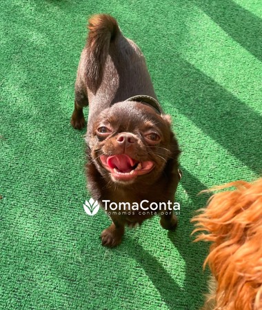 Creche Canina Matosinhos