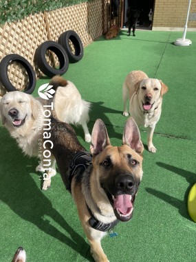 Creche Canina Matosinhos