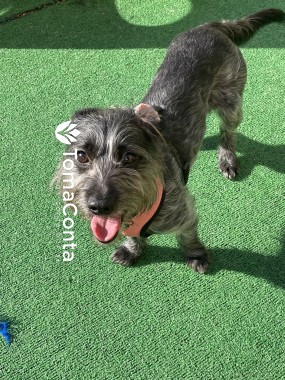 Creche para Cães Matosinhos