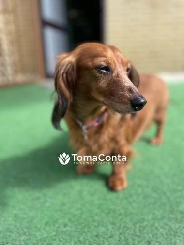 Creche para Cães Matosinhos