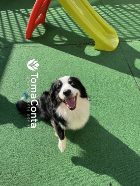 Creche para Cães Matosinhos