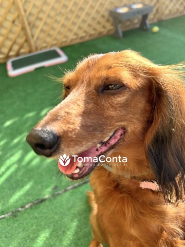 Creche para Cães Matosinhos