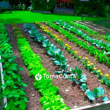 Serviços Profissionais de Jardinagem e Limpeza