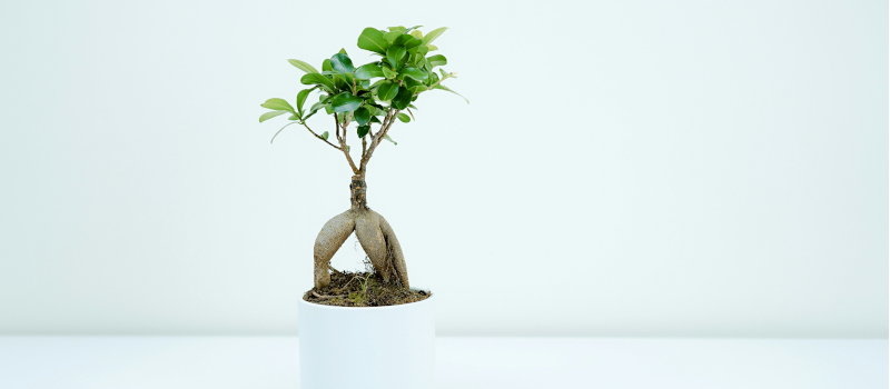 bonsai-em-vaso-branco