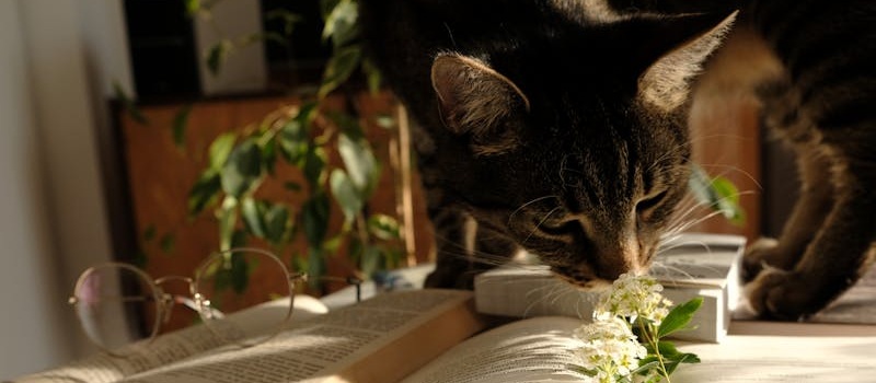 gato cheira flor pousada em livro aberto em cima de secretária