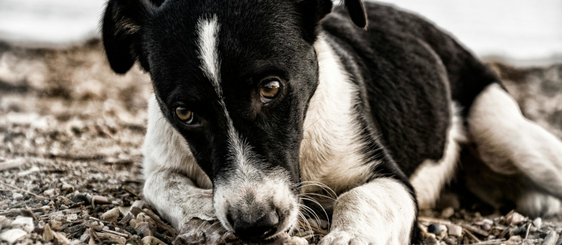 Fotografia a preto e branco de cão deitado num chão de terra com os olhos tristes.