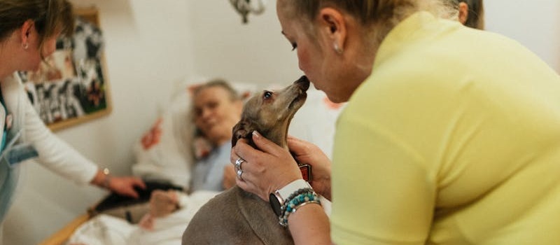 idoso, deitado numa cama de hospital, recebe visita de cão terapeuta em sessão de cinoterapia