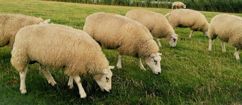 Ovelhas brancas a pastar num prado verde no tipo de nutrição animal heterotrófica e herbívora.