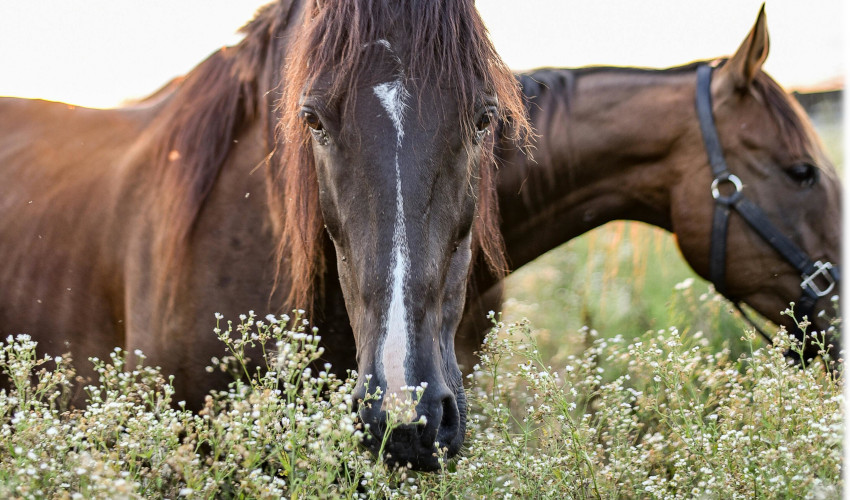 Dois cavalos castanhos a comerem flores brancas num prado verde no tipo de nutrição animal heterotrófica e omnívora.